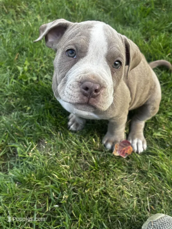Leah  – American Bully, American Pit Bull Terrier puppy for sale in Kennewick, WA