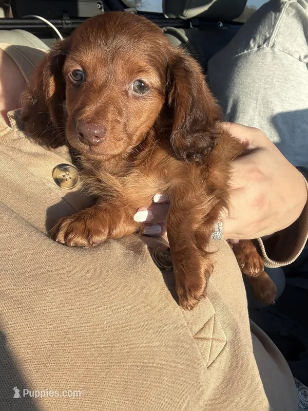 Bodie – Miniature Dachshund puppy for sale in Demotte, IN