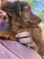 Bodie, a male Miniature Dachshund for sale in Demotte, IN – 2 of 2