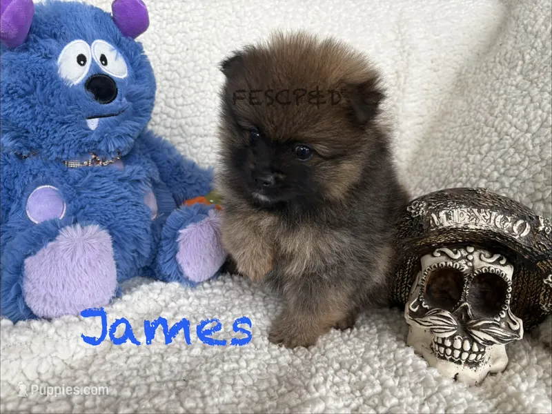 James – Pomeranian puppy for sale in Cunningham, TN