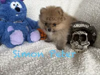 Simon Peter, a male Pomeranian for sale in Cunningham, TN – 1 of 4