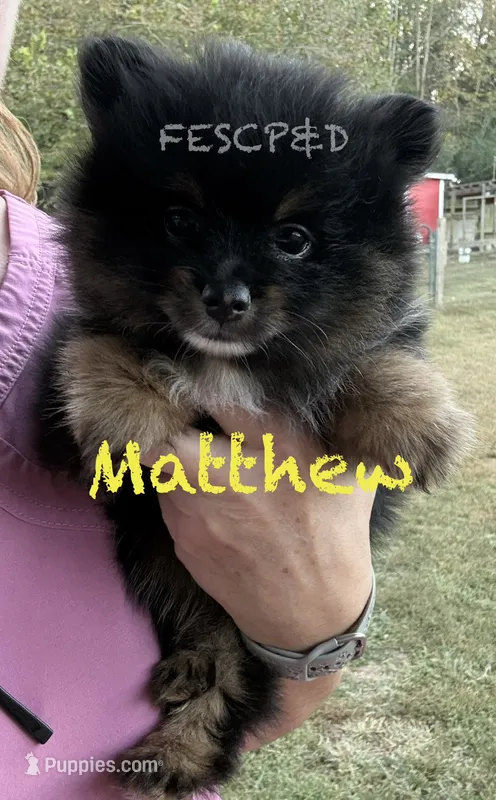 Matthew – Pomeranian puppy for sale in Cunningham, TN