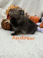 Andrew, a male Pomeranian for sale in Cunningham, TN – 3 of 3