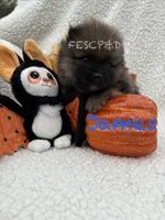 James, a male Pomeranian for sale in Cunningham, TN – 3 of 5