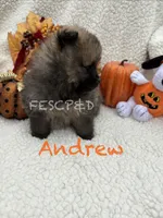 Andrew, a male Pomeranian for sale in Cunningham, TN – 2 of 3