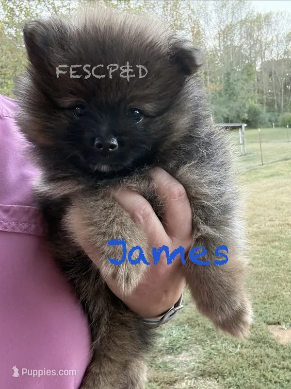 James – Pomeranian puppy for sale in Cunningham, TN