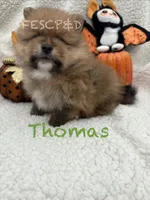Thomas , a male Pomeranian for sale in Cunningham, TN – 2 of 4