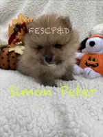 Simon Peter, a male Pomeranian for sale in Cunningham, TN – 2 of 4