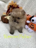 Simon Peter, a male Pomeranian for sale in Cunningham, TN – 4 of 4
