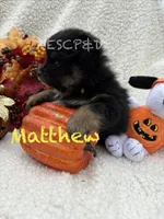 Matthew, a male Pomeranian for sale in Cunningham, TN – 5 of 6