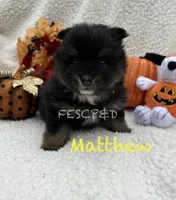 Matthew, a male Pomeranian for sale in Cunningham, TN – 4 of 6