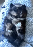Waffles, a male Pomeranian for sale in Cunningham, TN – Photo 6 of 8
