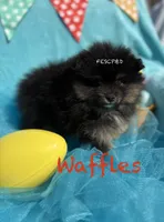 Waffles, a male Pomeranian for sale in Cunningham, TN – Photo 3 of 8