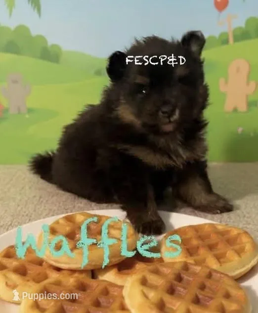 Waffles – Pomeranian puppy for sale in Cunningham, TN