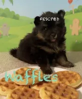 Waffles, a male Pomeranian for sale in Cunningham, TN – Photo 5 of 8