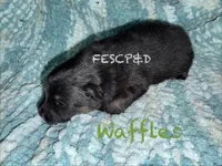 Waffles, a male Pomeranian for sale in Cunningham, TN – Photo 8 of 8