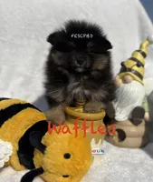 Waffles, a male Pomeranian for sale in Cunningham, TN – Photo 1 of 8