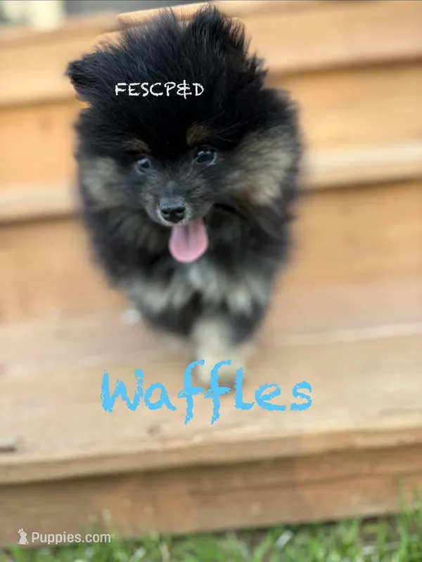 Waffles – Pomeranian puppy for sale in Cunningham, TN