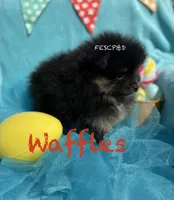 Waffles, a male Pomeranian for sale in Cunningham, TN – Photo 2 of 8