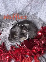 Waffles, a male Pomeranian for sale in Cunningham, TN – Photo 7 of 8