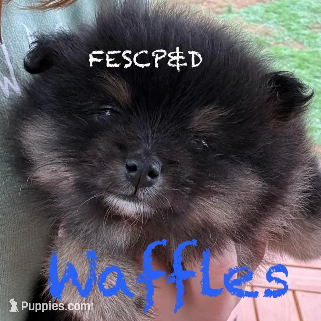 Waffles, a male Pomeranian for sale in Cunningham, TN – Photo 4 of 8