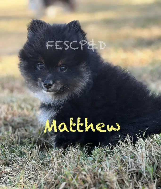 Matthew – Pomeranian puppy for sale in Cunningham, TN