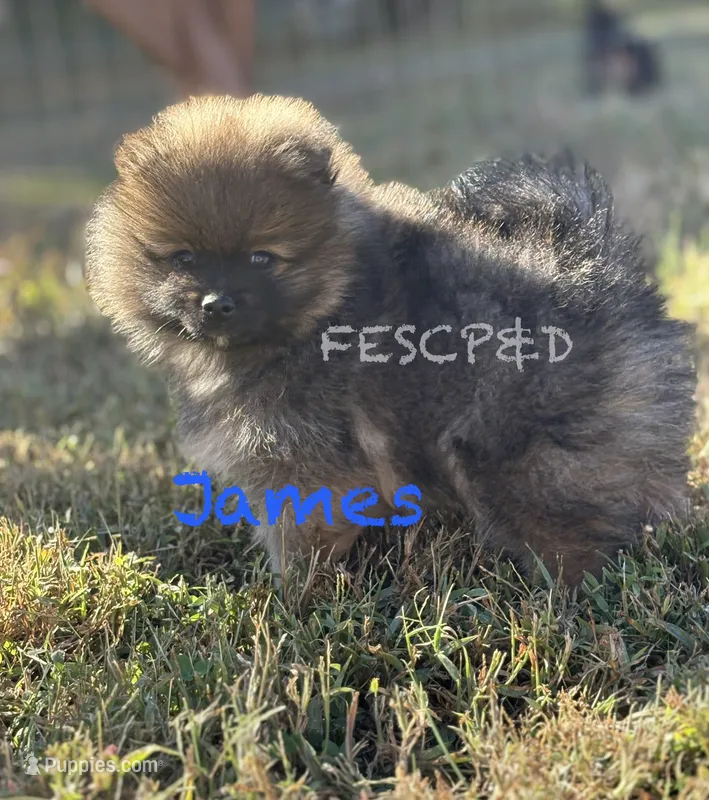 James – Pomeranian puppy for sale in Cunningham, TN