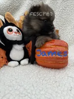 James, a male Pomeranian for sale in Cunningham, TN – 5 of 5