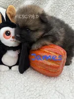 James, a male Pomeranian for sale in Cunningham, TN – 4 of 5