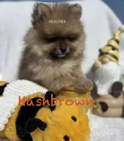 Hashbrown , a male Pomeranian for sale in Cunningham, TN – Photo 4 of 8