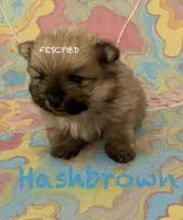 Hashbrown , a male Pomeranian for sale in Cunningham, TN – Photo 6 of 8