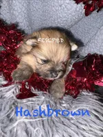 Hashbrown , a male Pomeranian for sale in Cunningham, TN – Photo 8 of 8