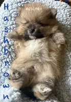 Hashbrown , a male Pomeranian for sale in Cunningham, TN – Photo 7 of 8