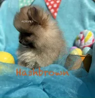 Hashbrown , a male Pomeranian for sale in Cunningham, TN – Photo 3 of 8