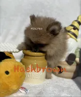 Hashbrown , a male Pomeranian for sale in Cunningham, TN – Photo 2 of 8
