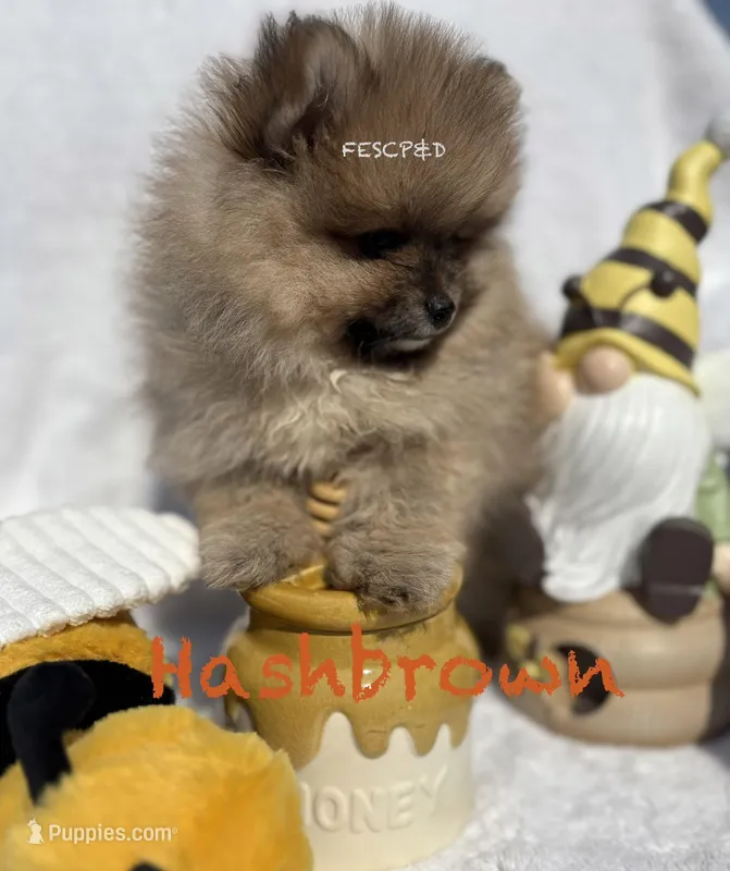 Hashbrown  – Pomeranian puppy for sale in Cunningham, TN