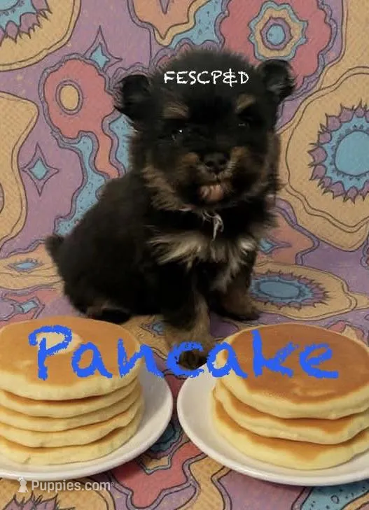 Pancake – Pomeranian puppy for sale in Cunningham, TN