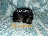 Pancake, a male Pomeranian for sale in Cunningham, TN – Photo 4 of 5