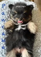 Pancake, a male Pomeranian for sale in Cunningham, TN – Photo 3 of 5