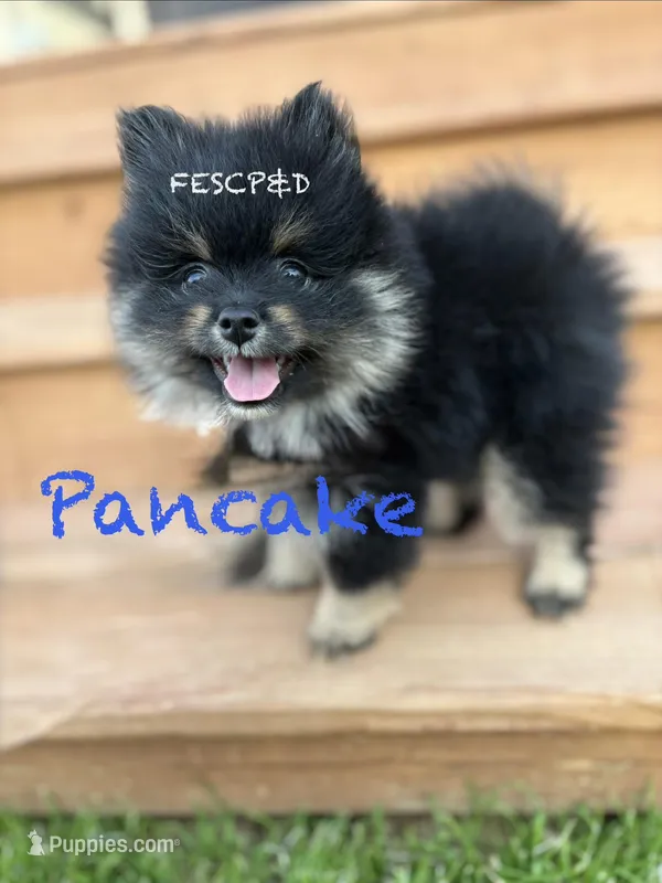 Pancake – Pomeranian puppy for sale in Cunningham, TN