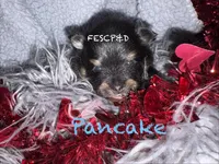 Pancake, a male Pomeranian for sale in Cunningham, TN – Photo 5 of 5