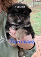 Pancake, a male Pomeranian for sale in Cunningham, TN – Photo 2 of 5