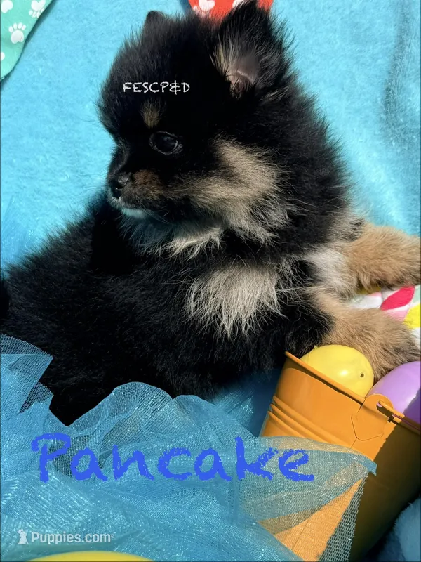 Pancake – Pomeranian puppy for sale in Cunningham, TN