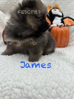 James, a male Pomeranian for sale in Cunningham, TN – 2 of 5