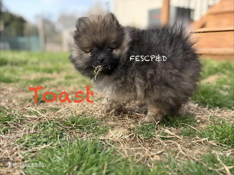 Toast – Pomeranian puppy for sale in Cunningham, TN