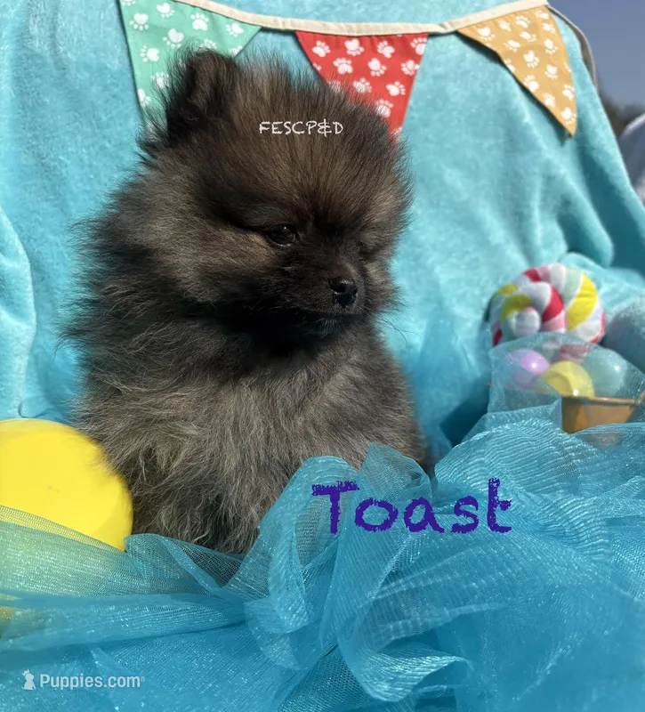Toast – Pomeranian puppy for sale in Cunningham, TN