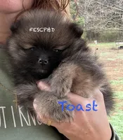 Toast, a male Pomeranian for sale in Cunningham, TN – Photo 2 of 4