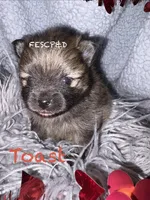 Toast, a male Pomeranian for sale in Cunningham, TN – Photo 4 of 4