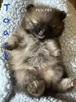 Toast, a male Pomeranian for sale in Cunningham, TN – Photo 3 of 4