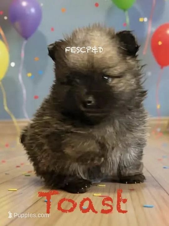 Toast – Pomeranian puppy for sale in Cunningham, TN